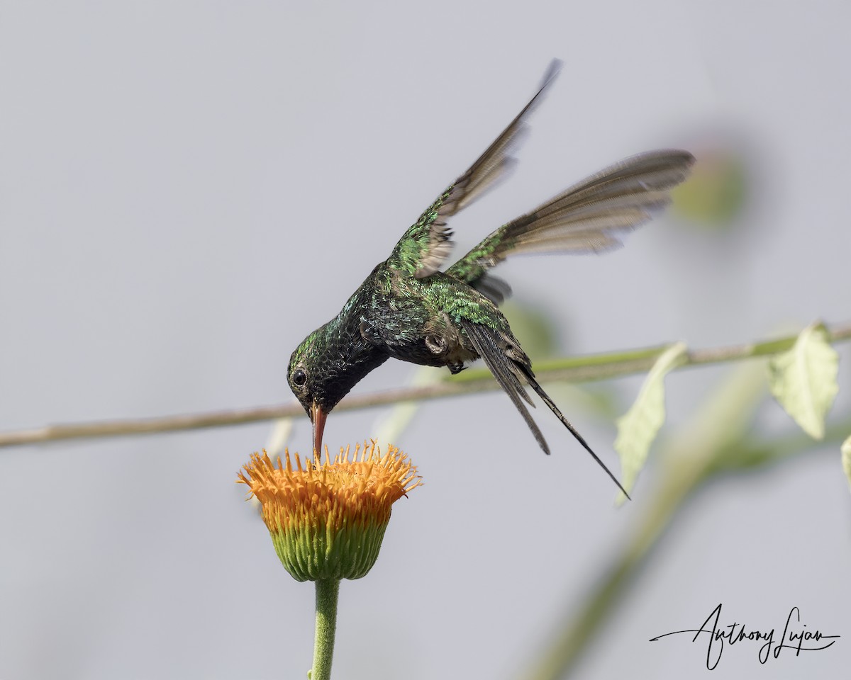 Émeraude couronnée - ML644702408