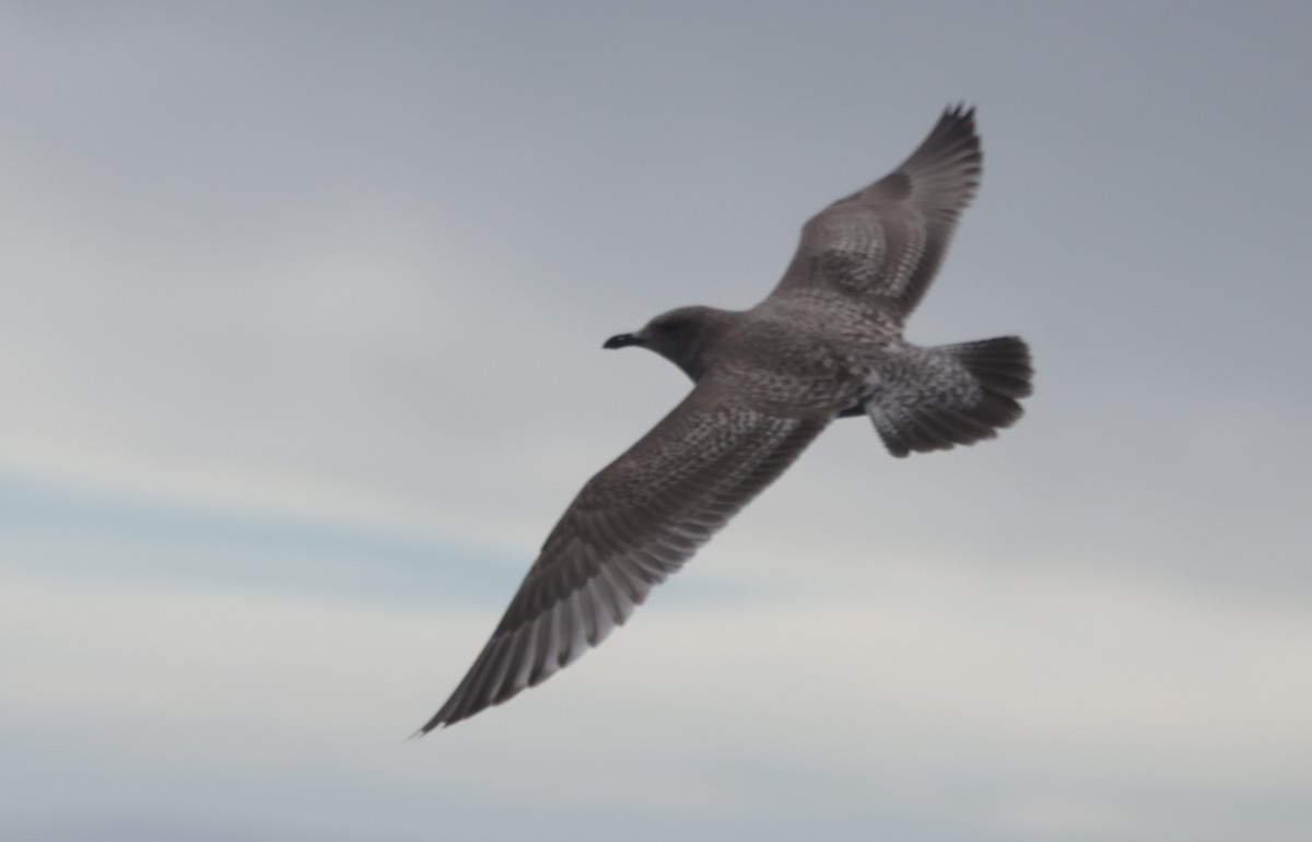Iceland Gull (Thayer's) - ML644702423