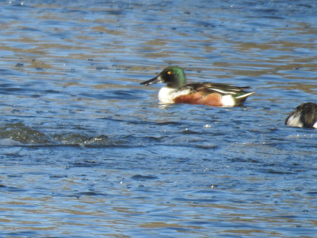Northern Shoveler - ML644702428