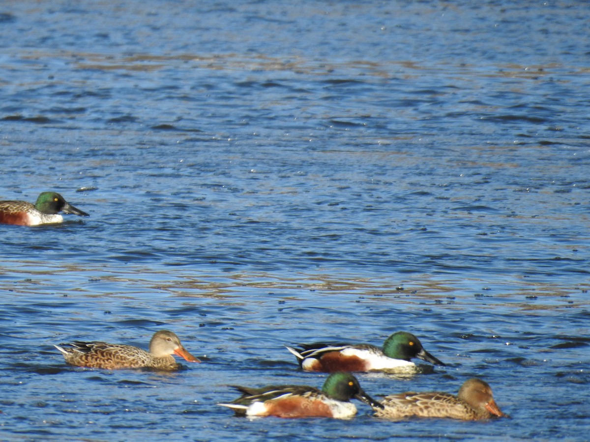 Northern Shoveler - ML644702429