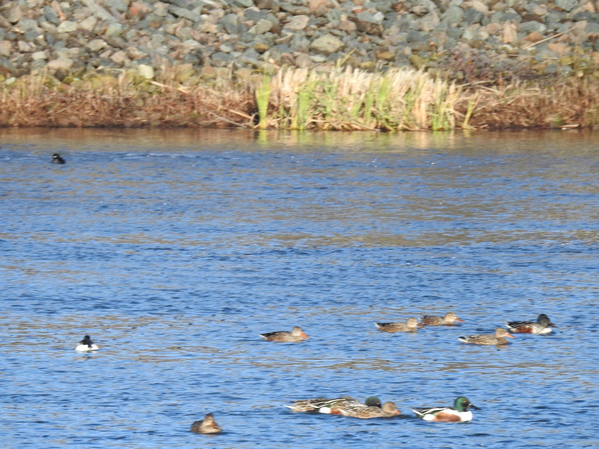 Northern Shoveler - ML644702430