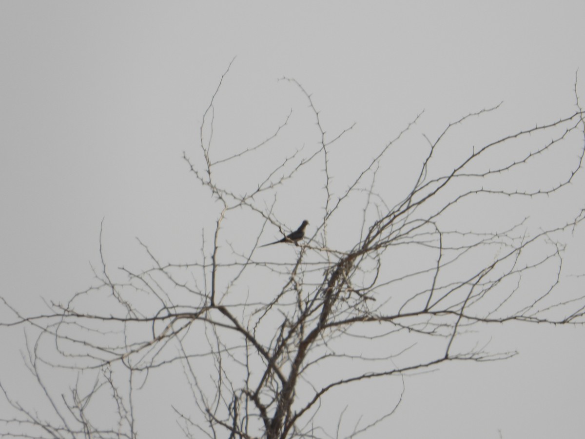 Капская горлица - ML644702437