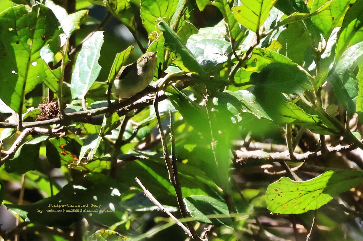 Ереса смугастогорла - ML644702439