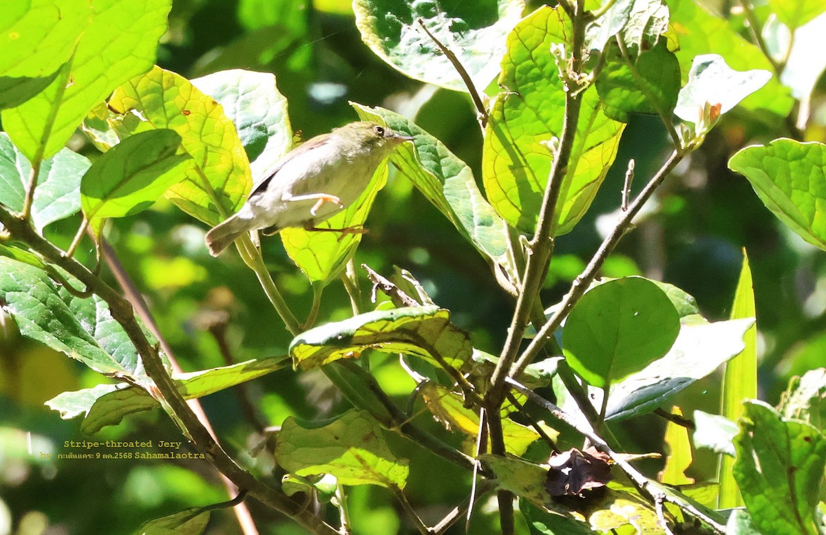 Ереса смугастогорла - ML644702440