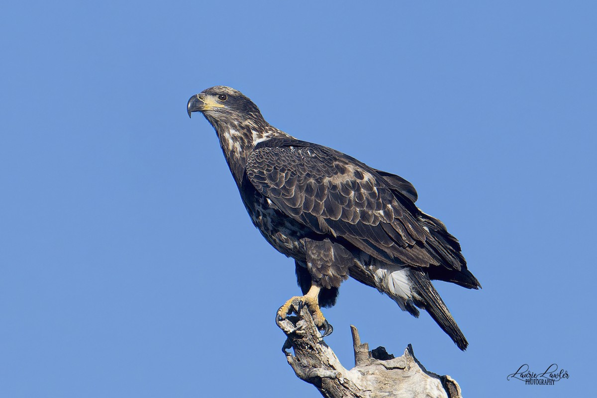 עיטם לבן-ראש - ML644702441