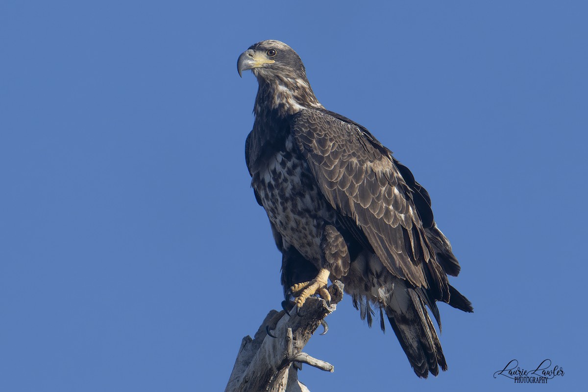 עיטם לבן-ראש - ML644702442