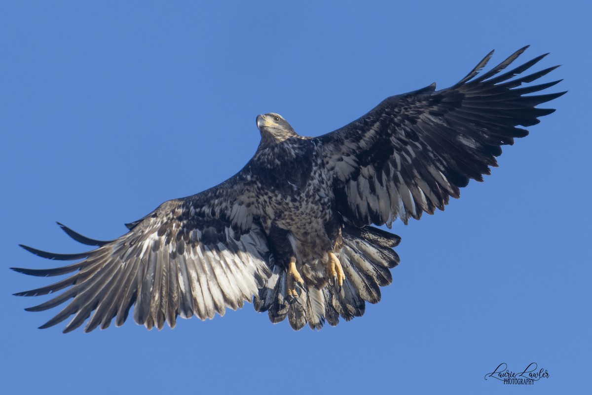 עיטם לבן-ראש - ML644702443