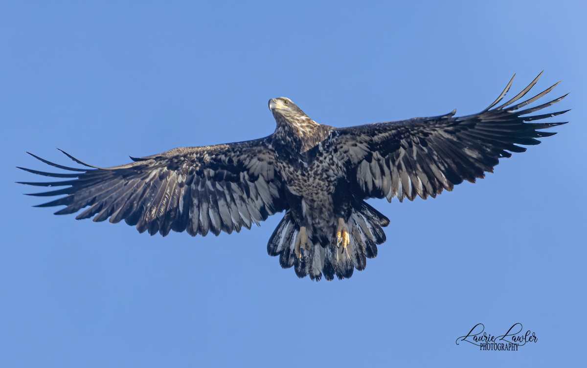 עיטם לבן-ראש - ML644702444