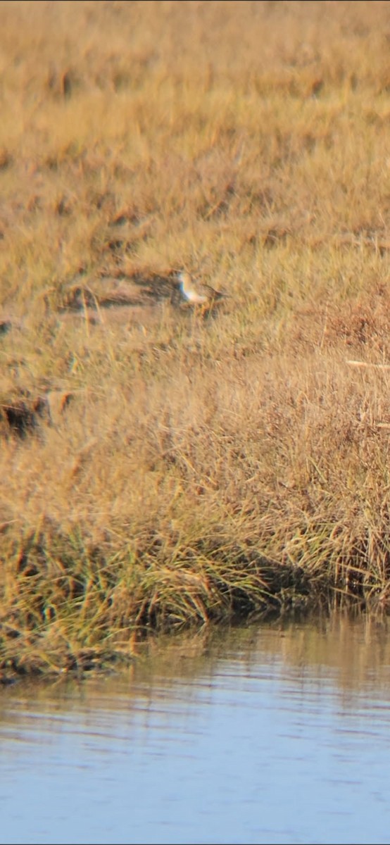 Txirri pektorala - ML644702446