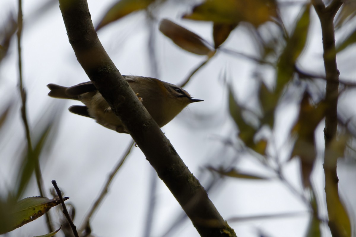 Common Firecrest - ML644702454