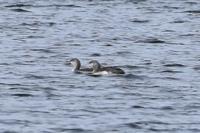 Red-throated Loon - ML644702490