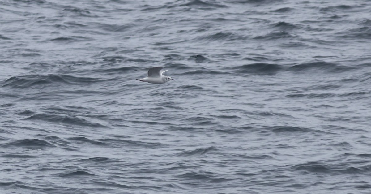 Bonaparte's Gull - ML644702491
