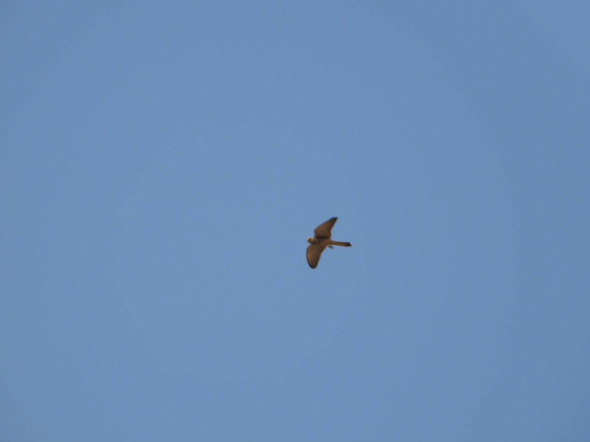 Rötelfalke - ML644702497