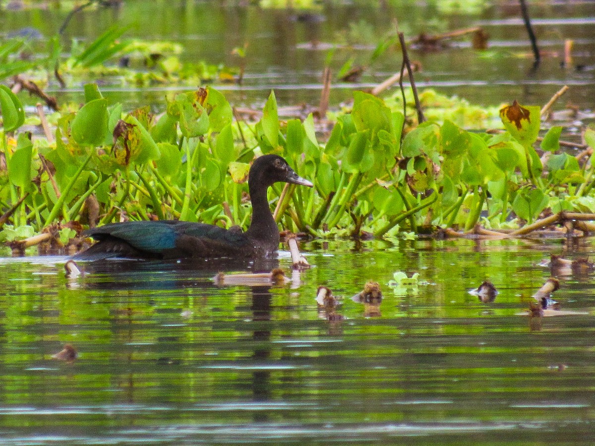 ノバリケン - ML644702503