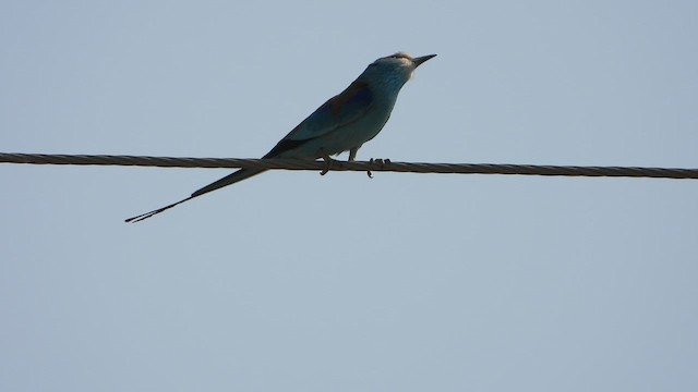 Rollier d'Abyssinie - ML644702507