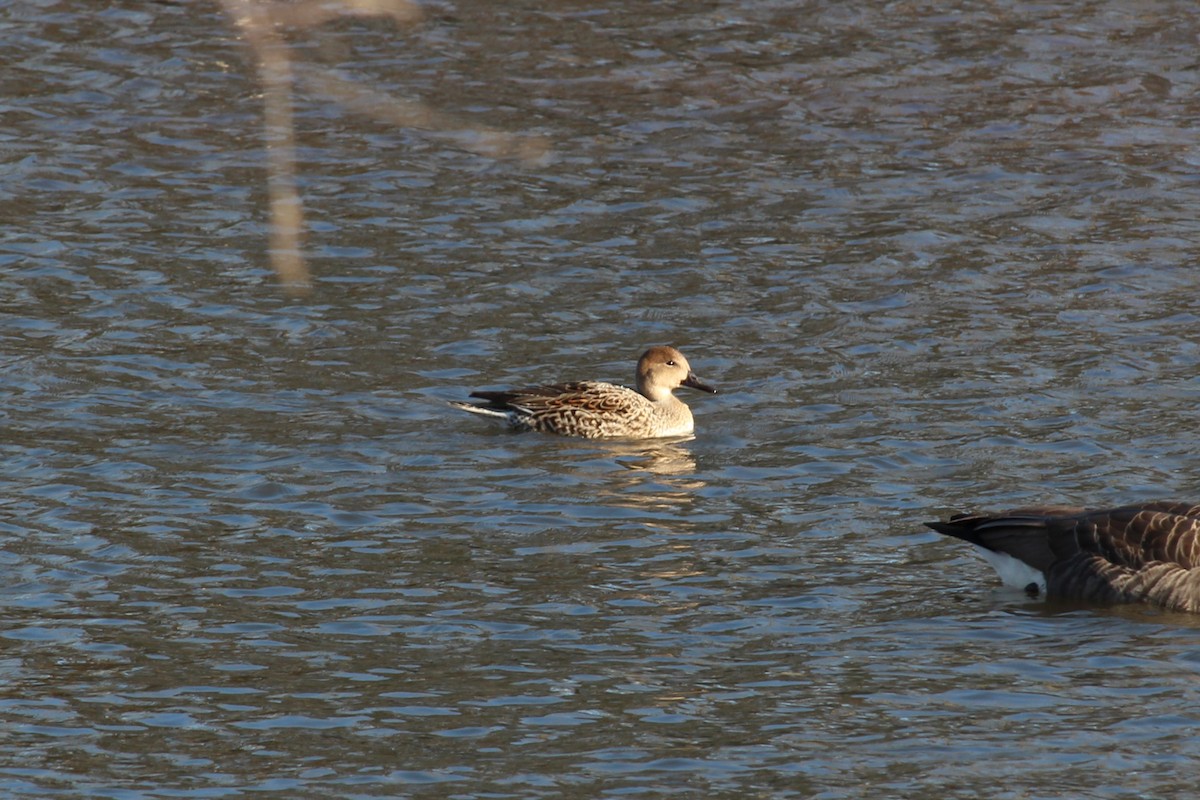 Northern Pintail - ML644702509