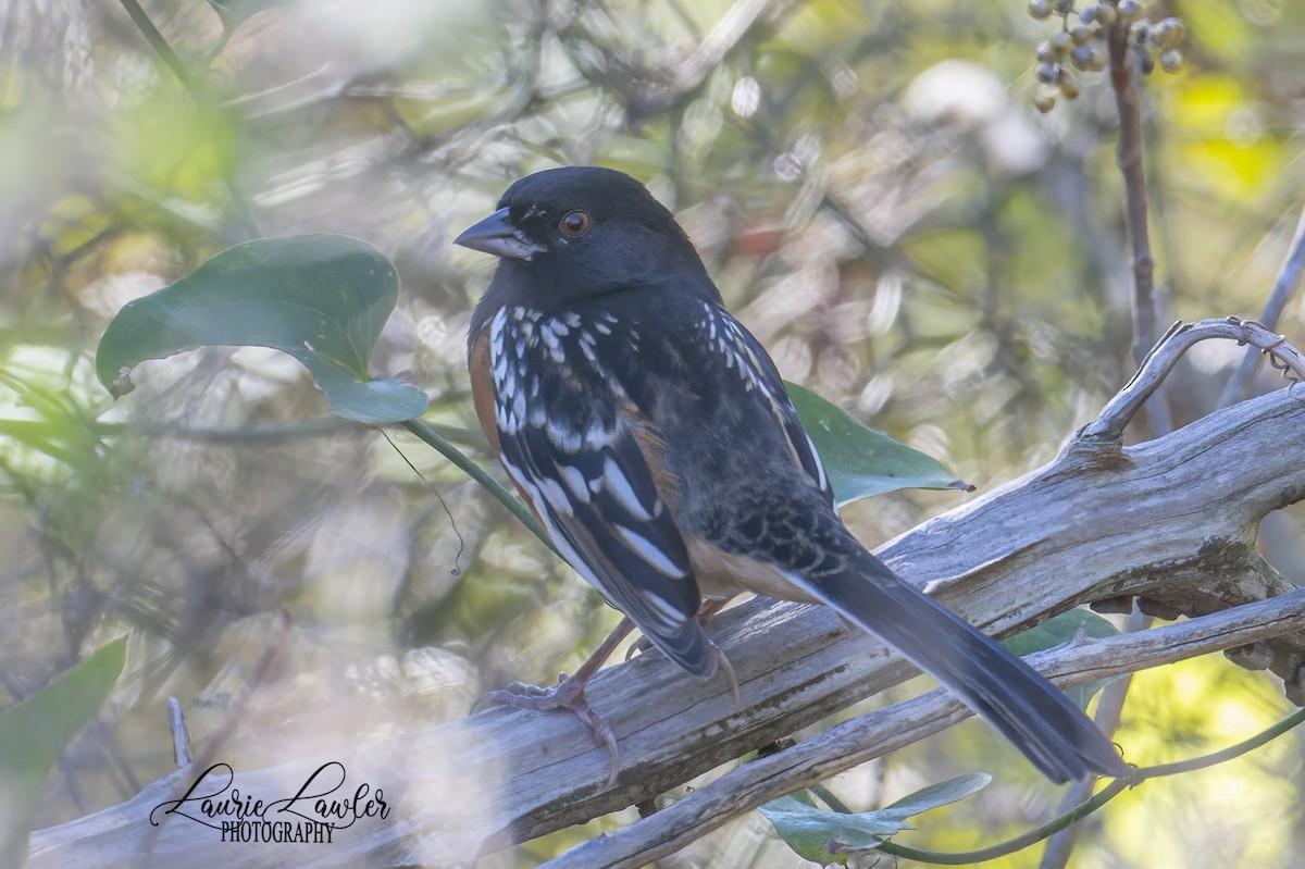 Spotted Towhee - ML644702510