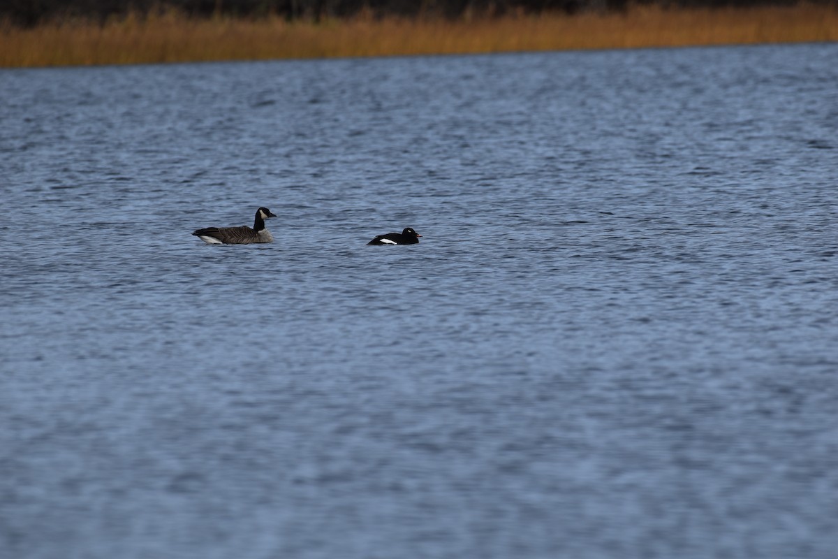 White-winged Scoter - ML644702511