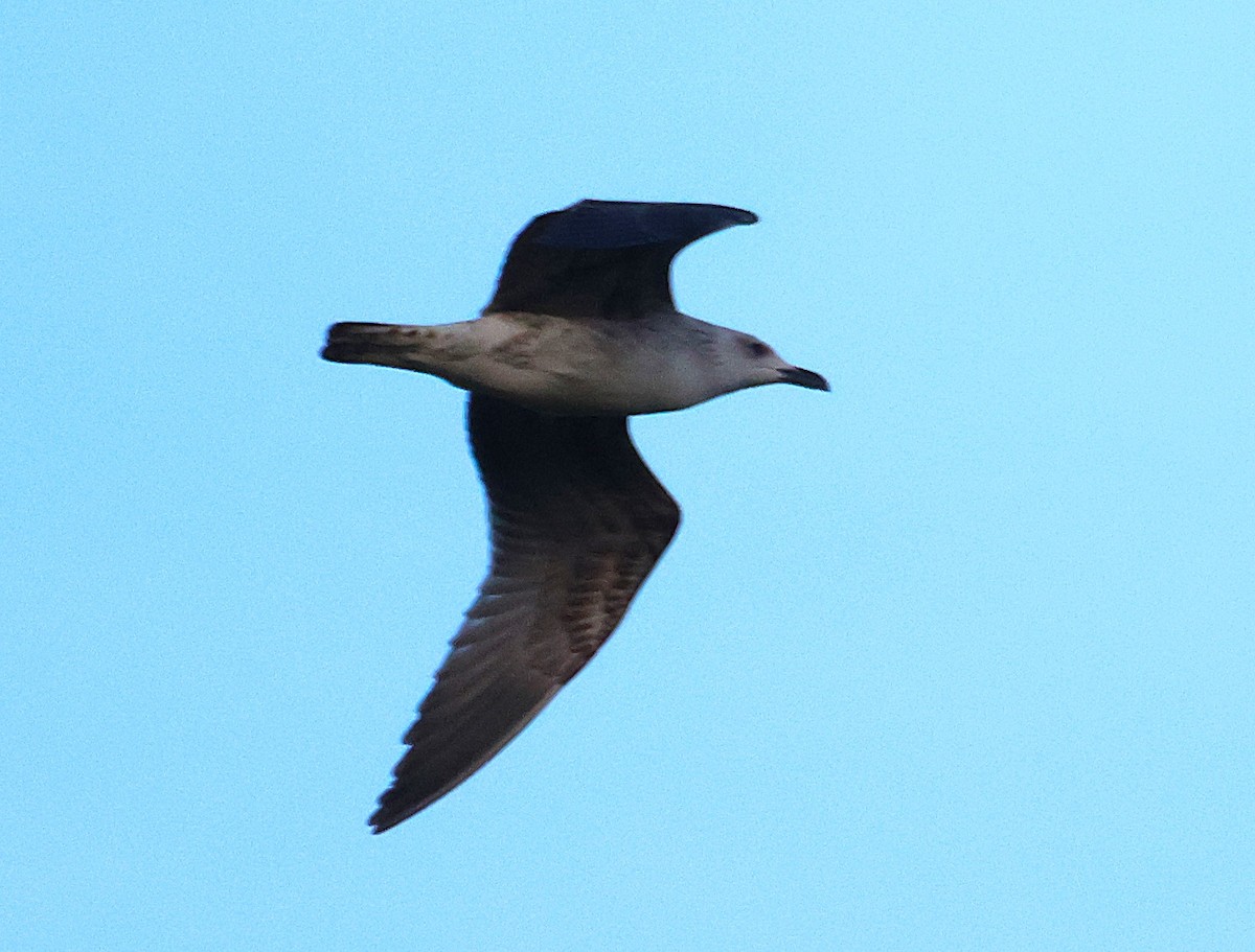 ニシセグロカモメ - ML644702512