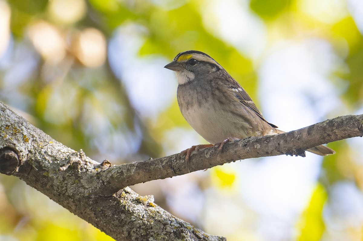 גיבתונית לבנת-גרון - ML644702514