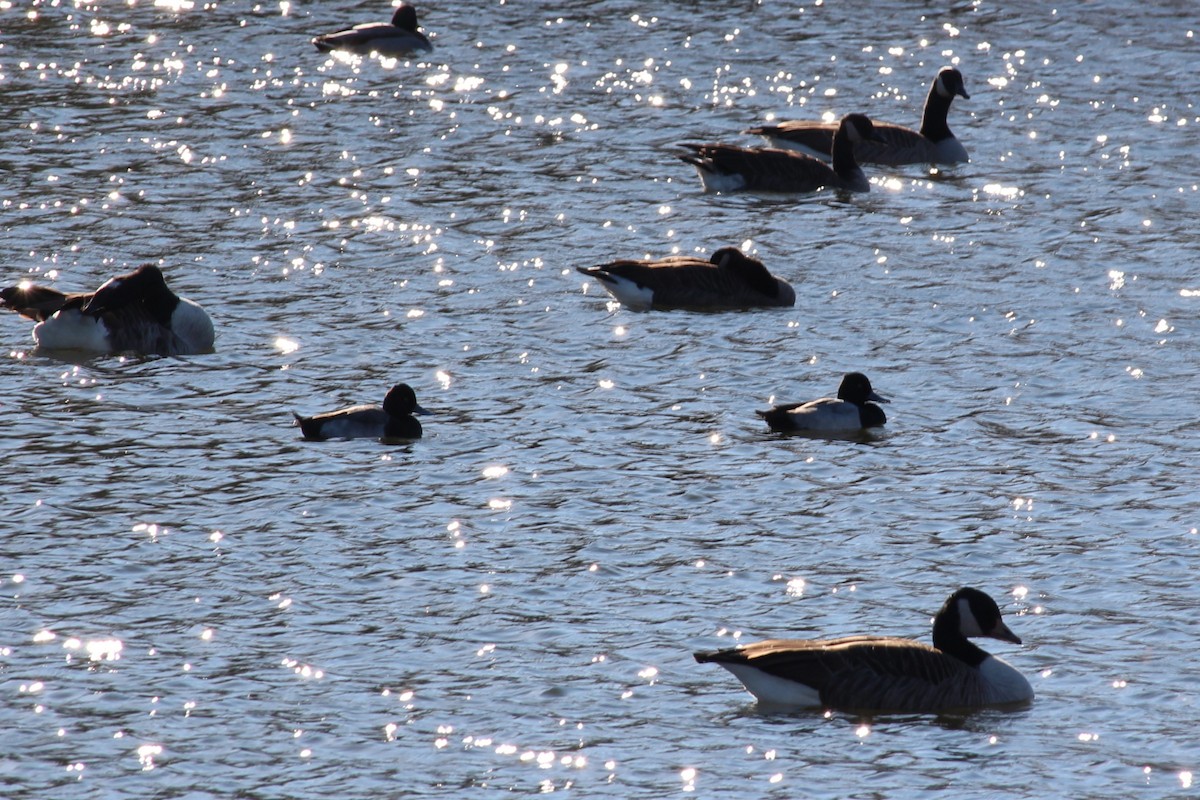 Lesser Scaup - ML644702515