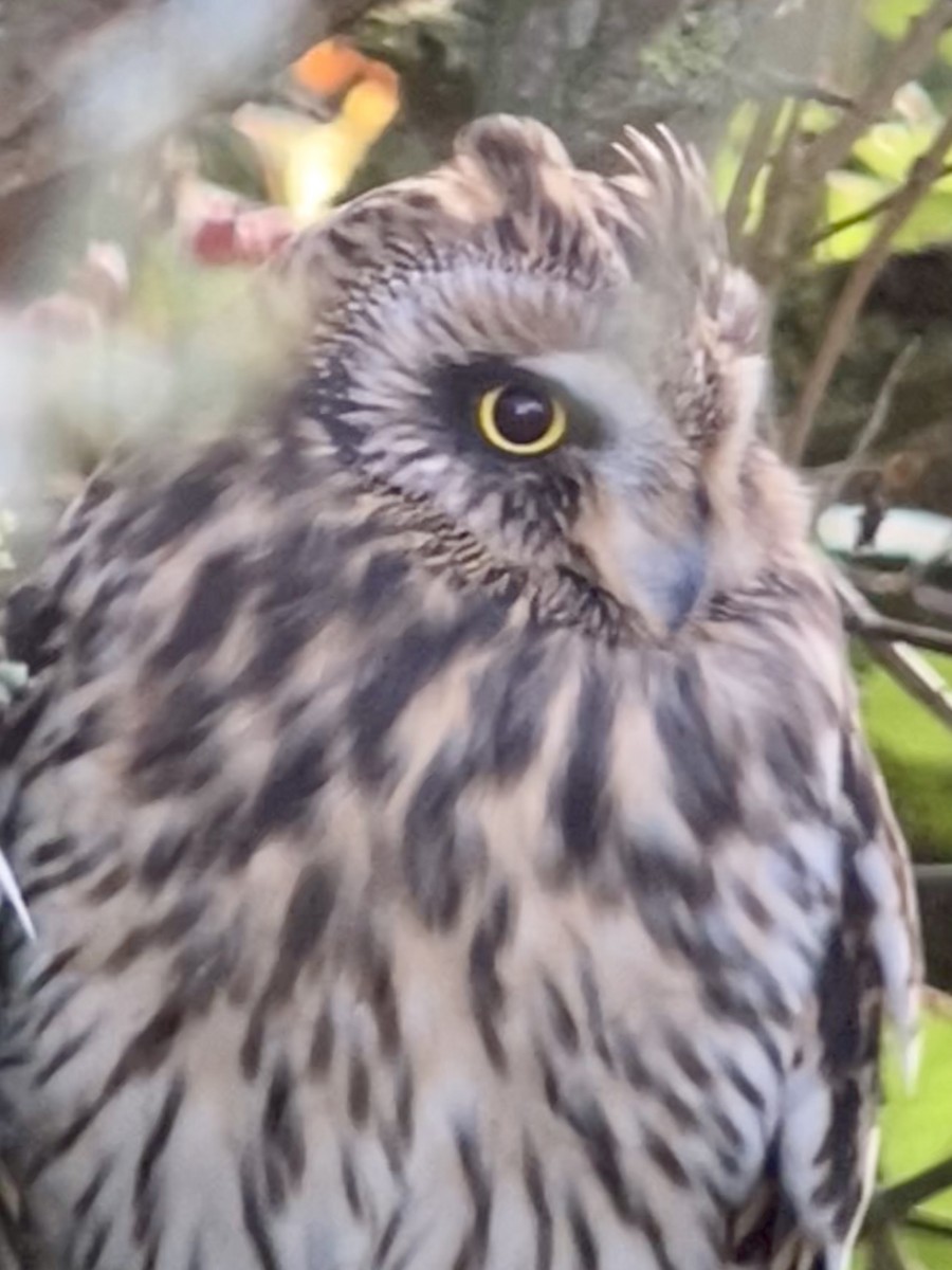 Short-eared Owl - ML644702520