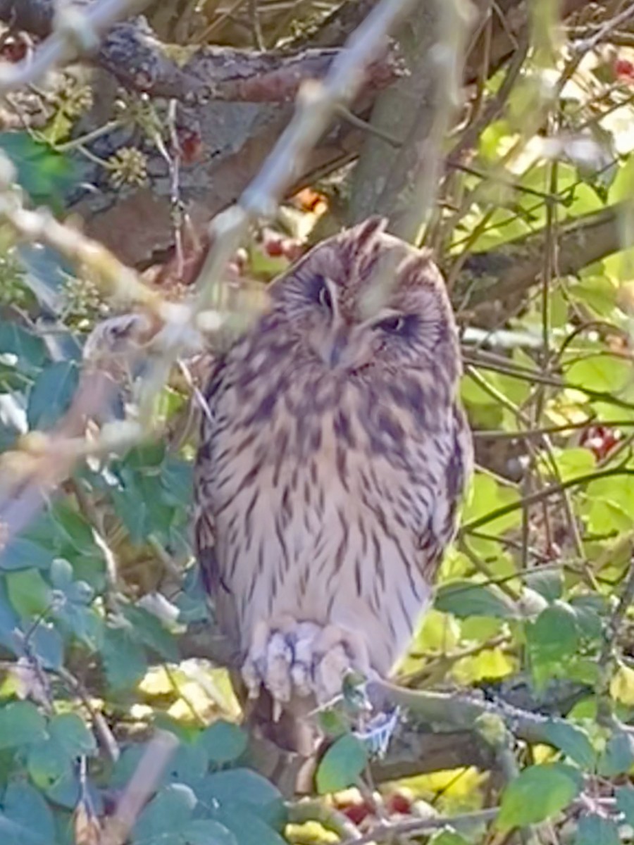 Short-eared Owl - ML644702521