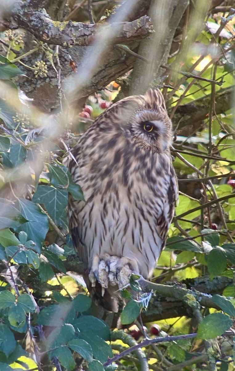 Short-eared Owl - ML644702522