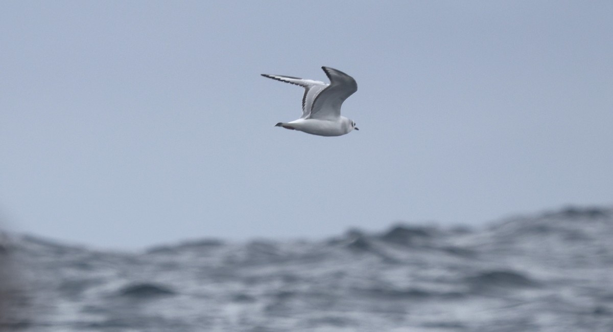 Bonaparte's Gull - ML644702534