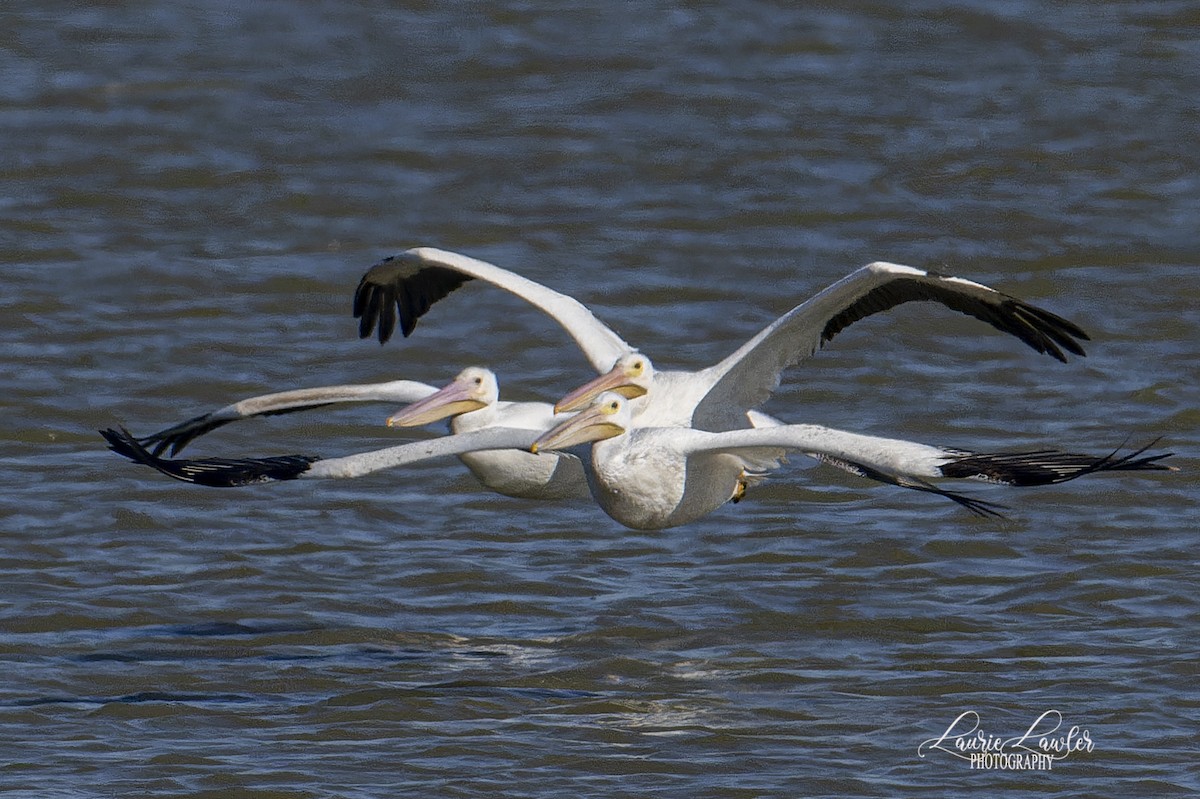 שקנאי אמריקני - ML644702535