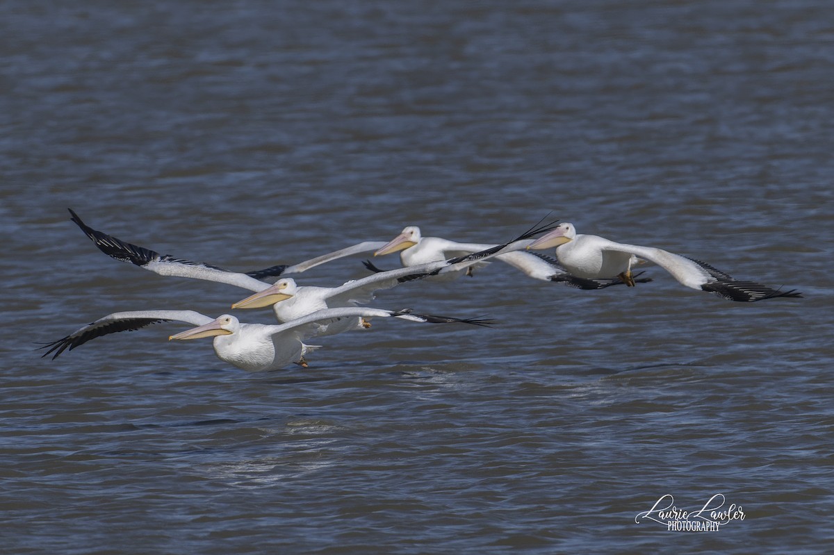 שקנאי אמריקני - ML644702536