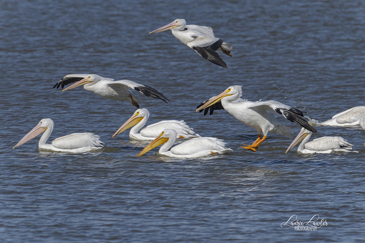 שקנאי אמריקני - ML644702537