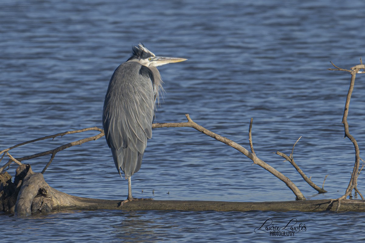 אנפה אמריקנית - ML644702545