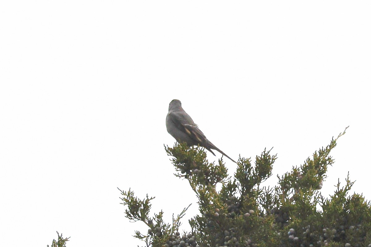 Townsend's Solitaire - ML644702546