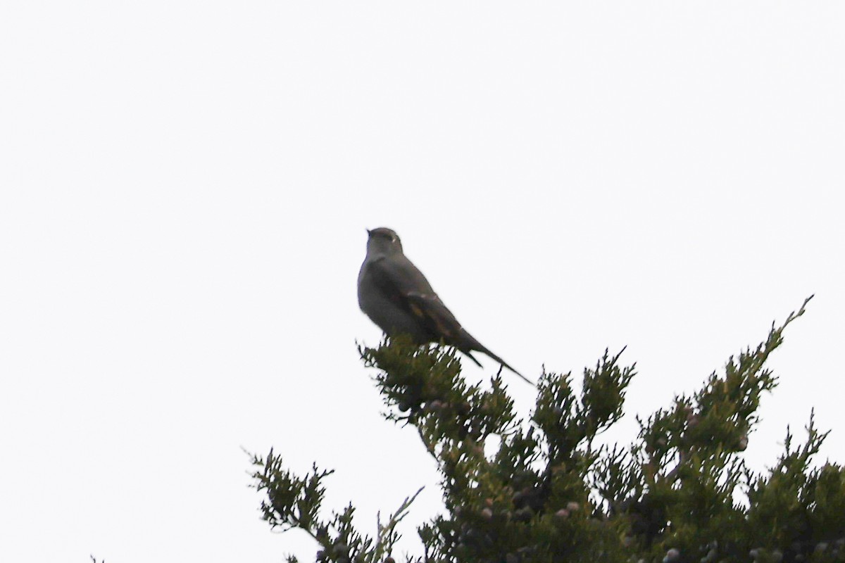 Townsend's Solitaire - ML644702547