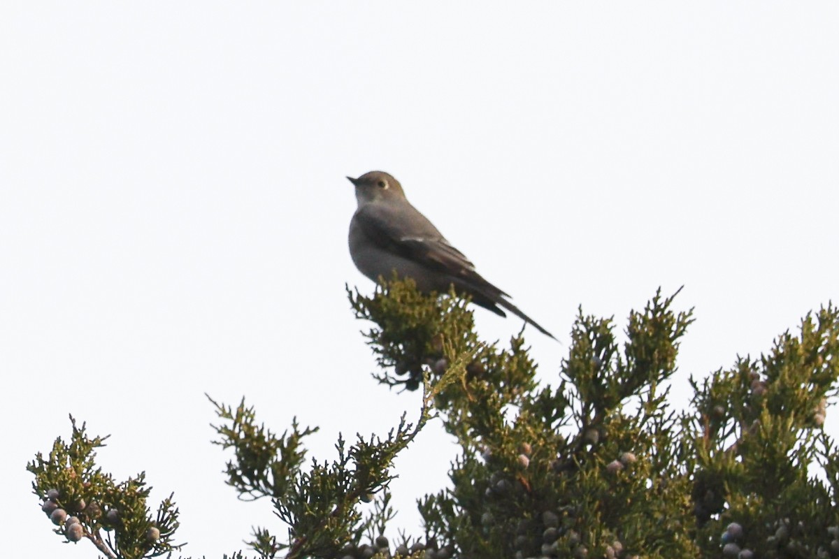 Townsend's Solitaire - ML644702549