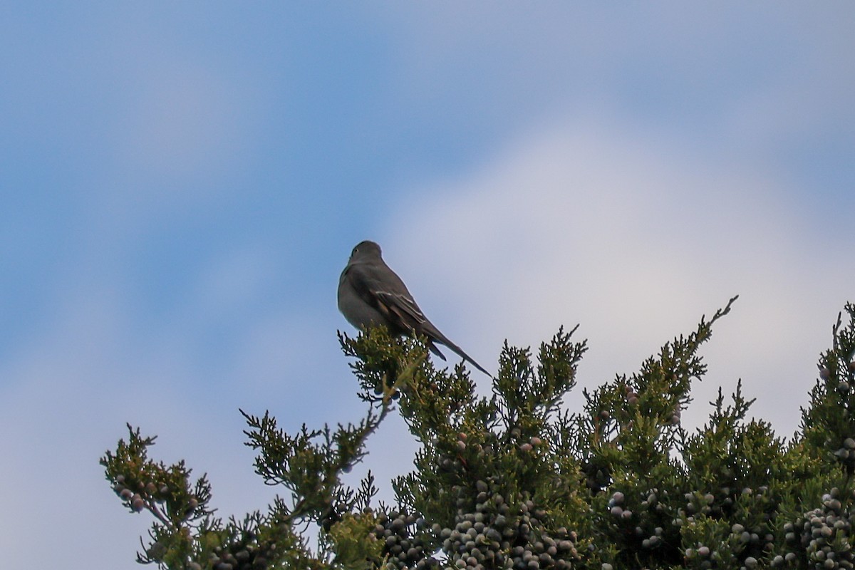 Townsend's Solitaire - ML644702550