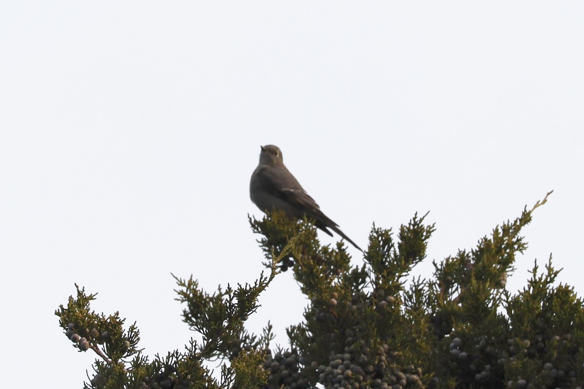 Townsend's Solitaire - ML644702551