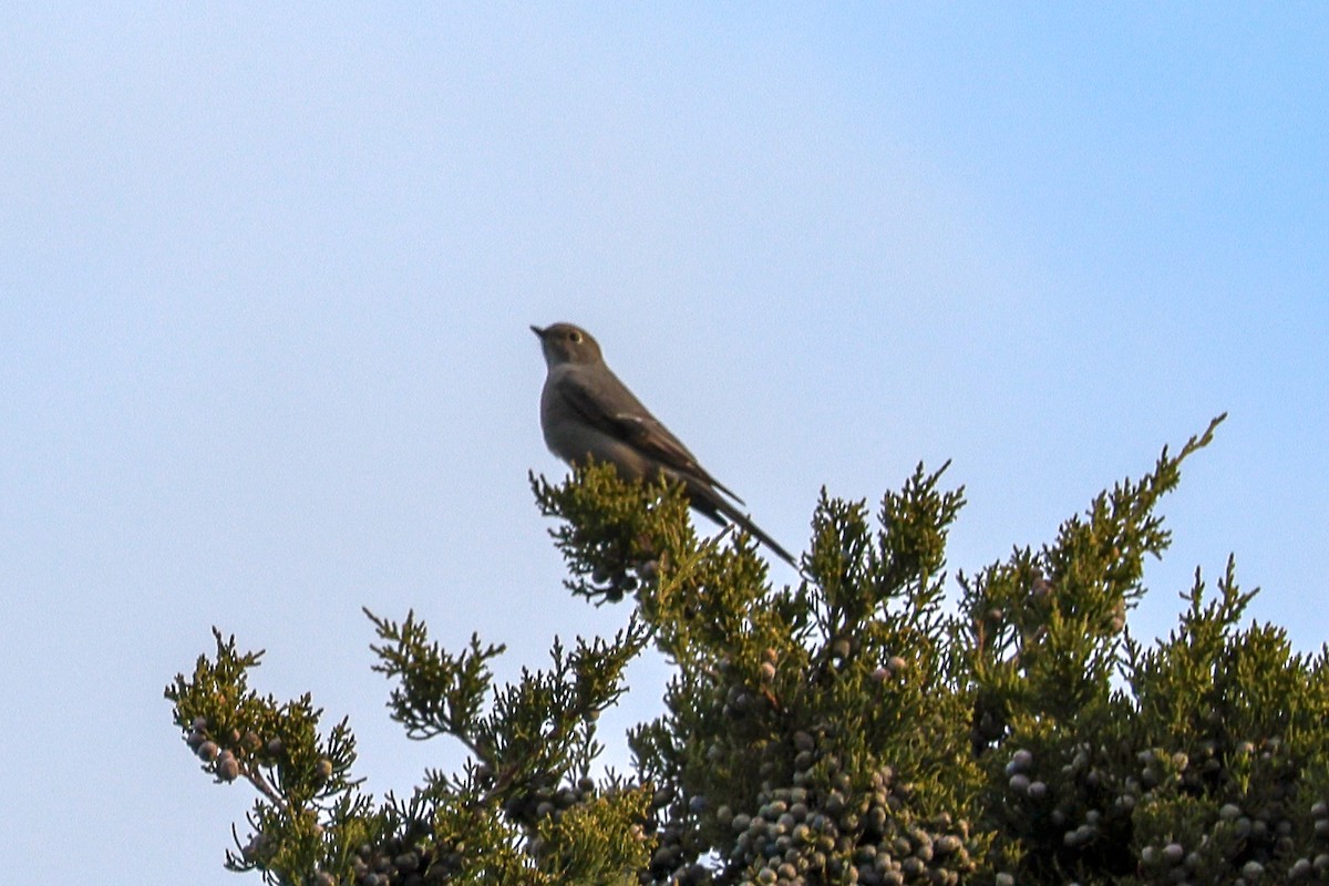 Townsend's Solitaire - ML644702552
