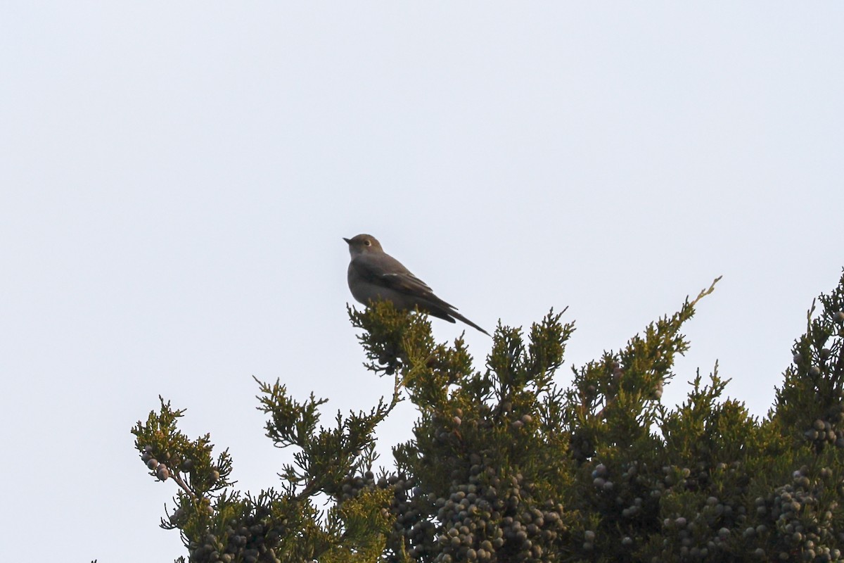 Townsend's Solitaire - ML644702553