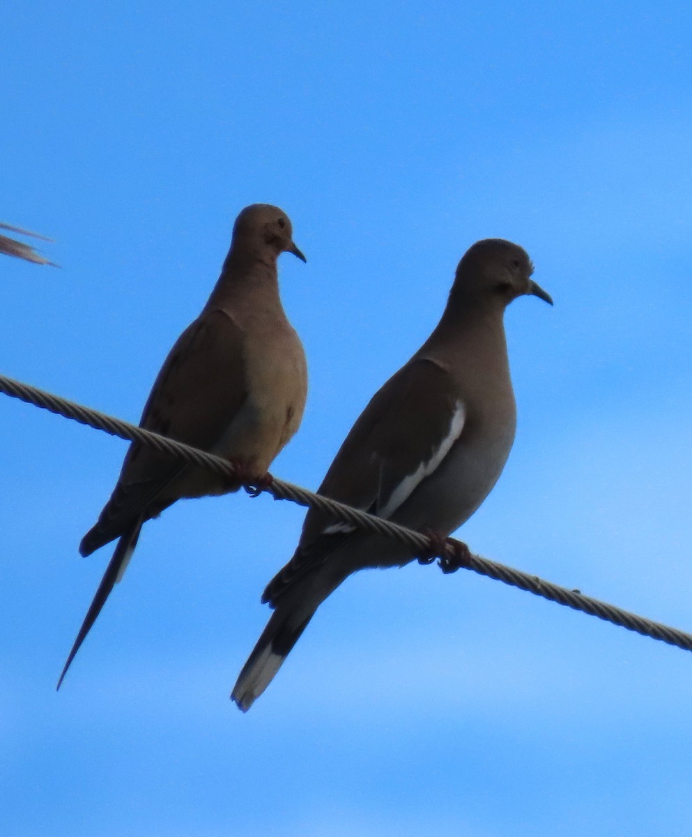 ハジロバト - ML644702559