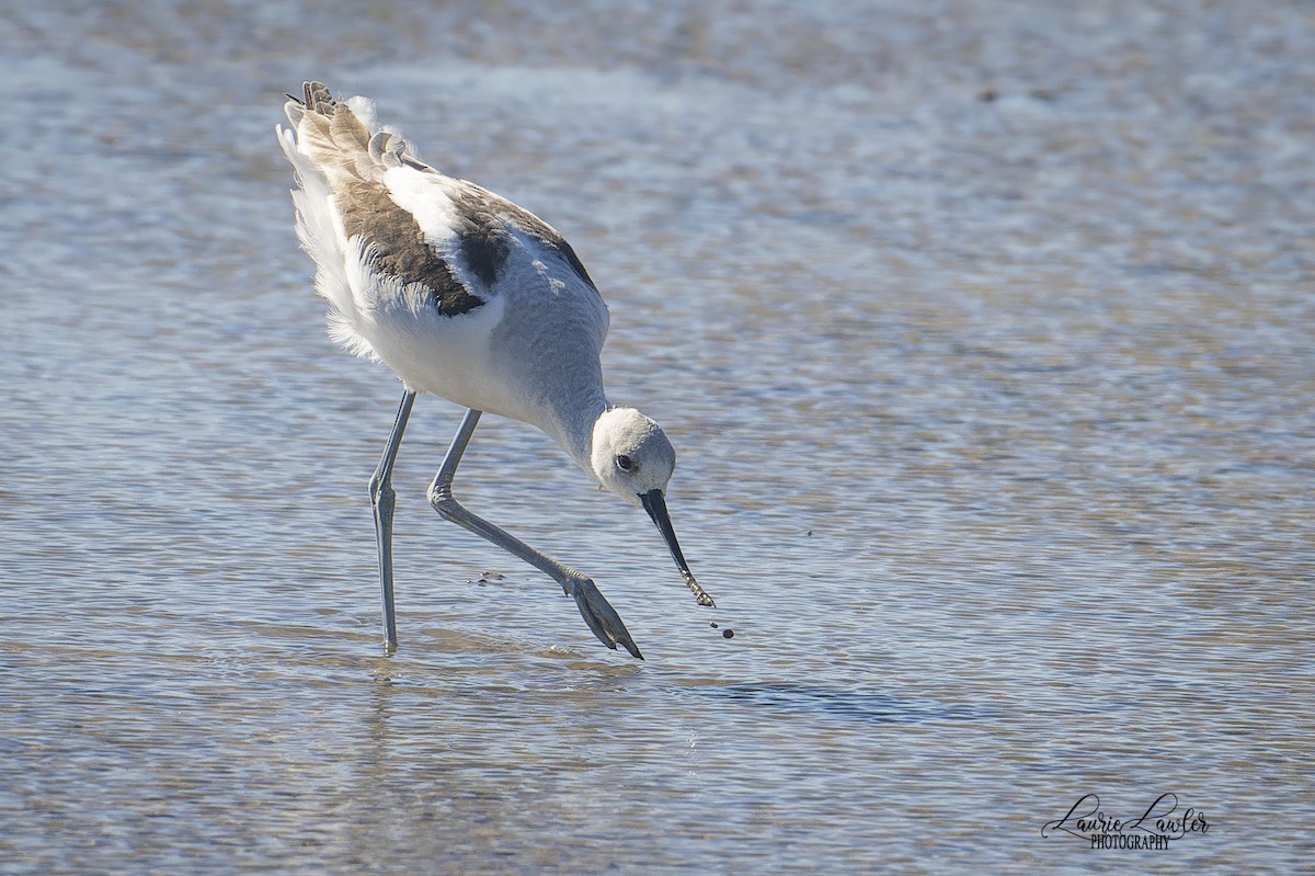 American Avocet - ML644702560