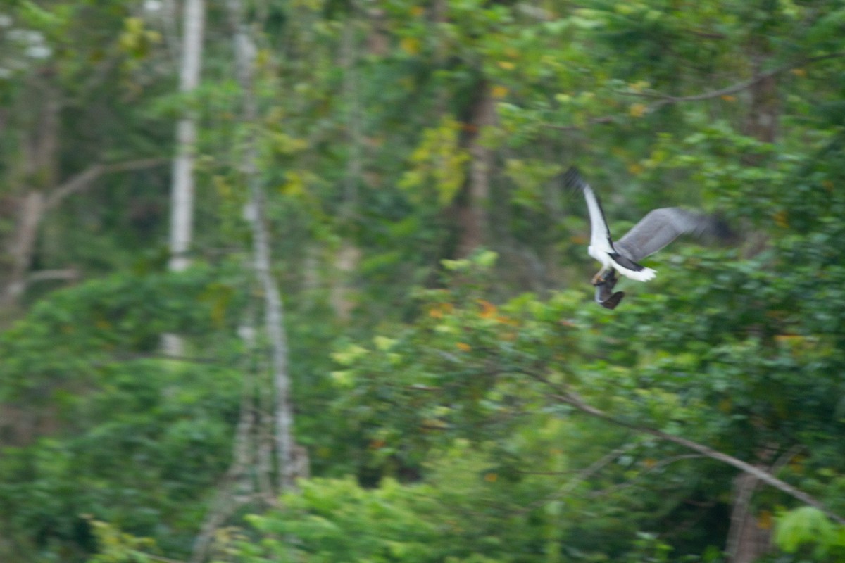 White-bellied Sea-Eagle - ML644702566
