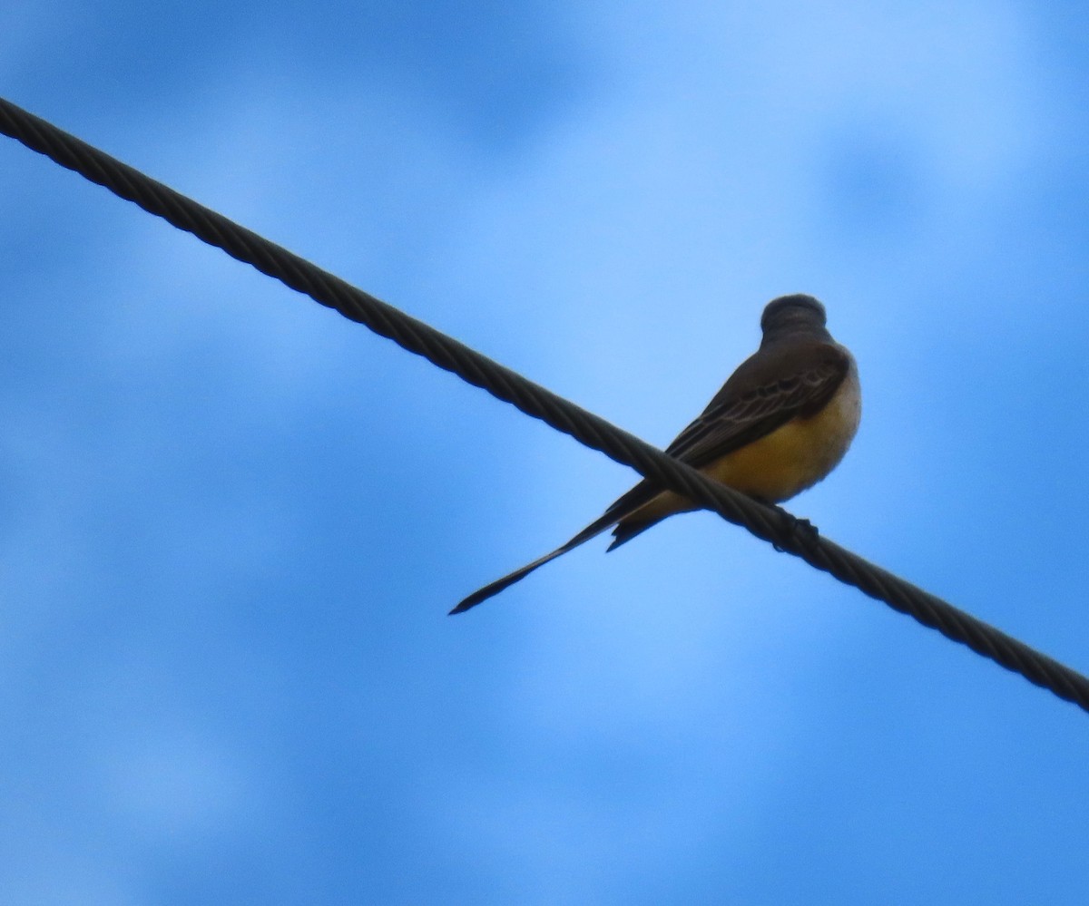 エンビタイランチョウ - ML644702602