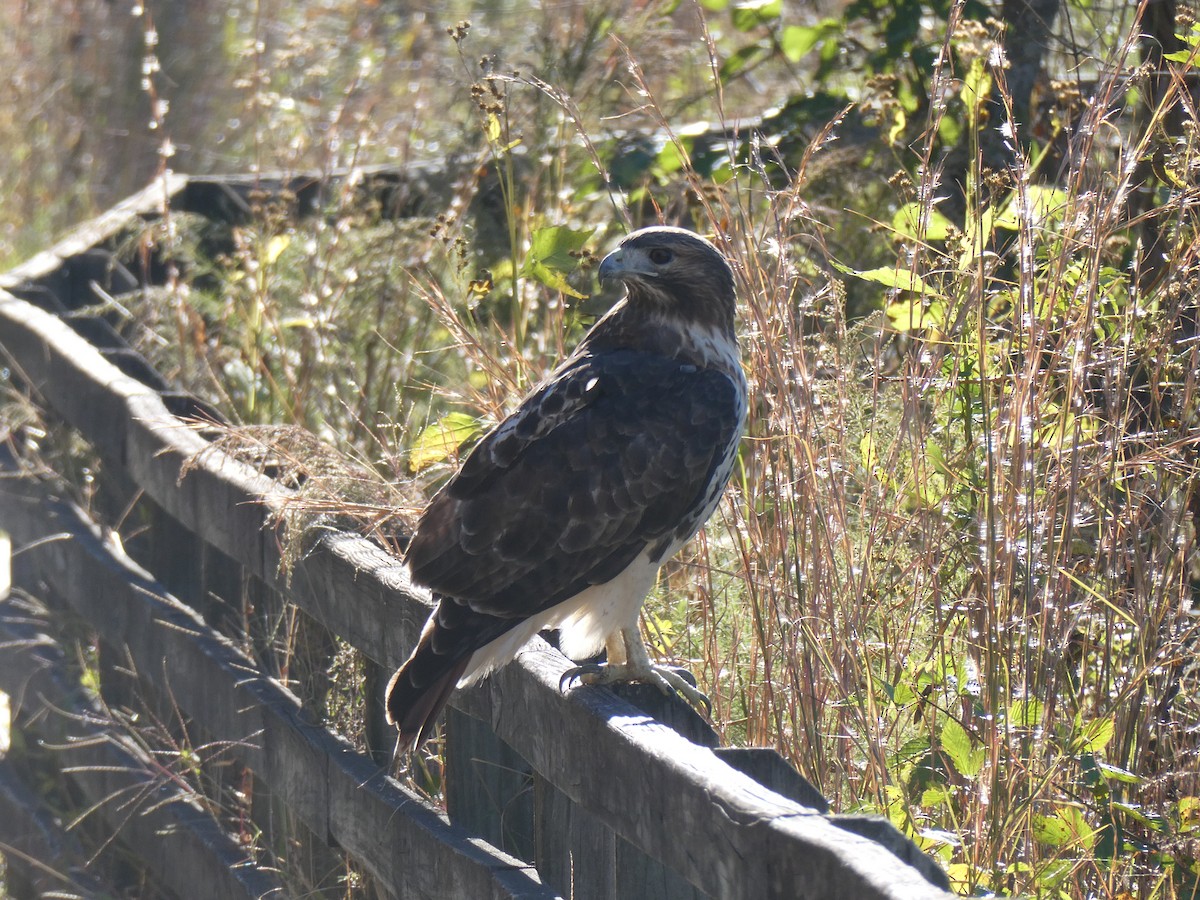 アカオノスリ - ML644702603