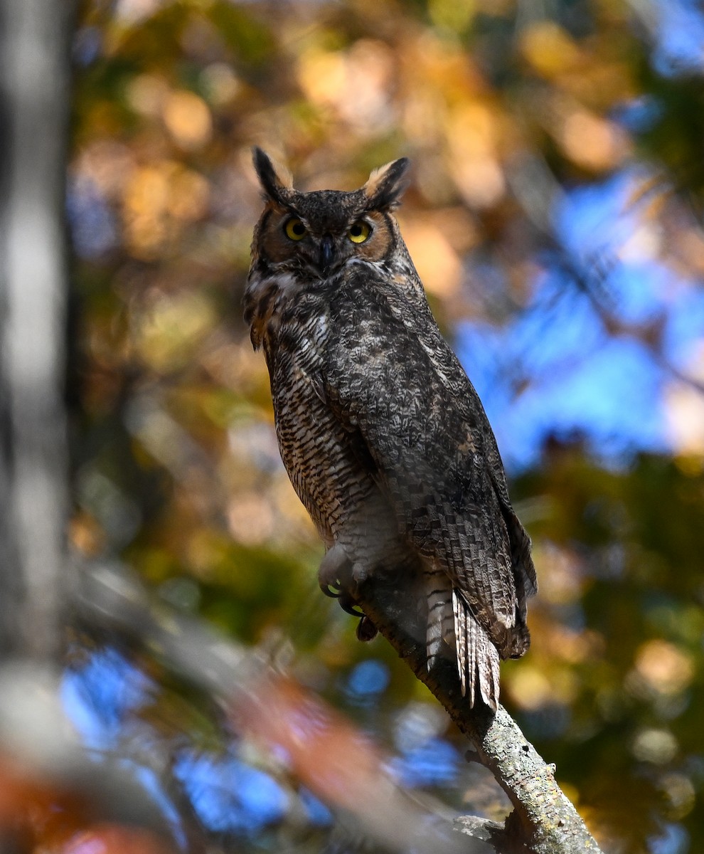 Great Horned Owl - ML644702633
