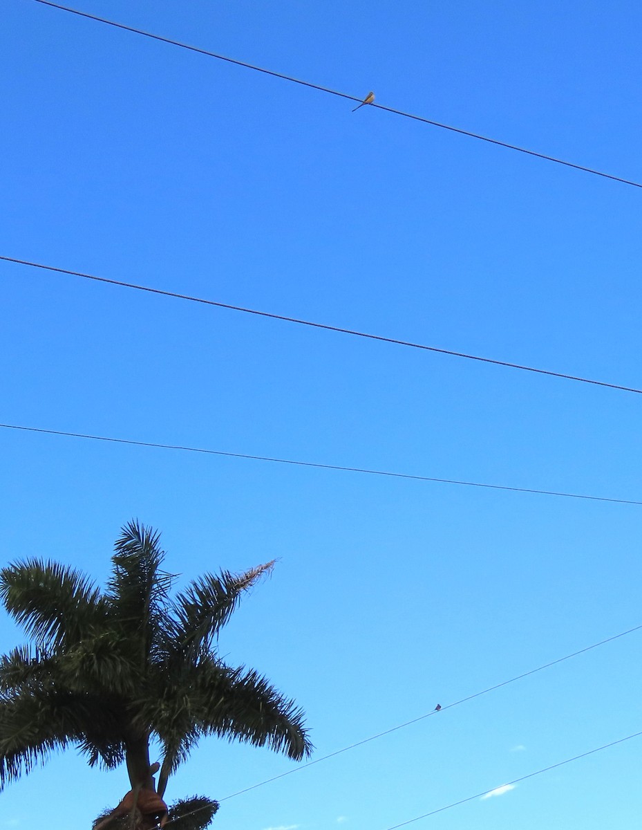 エンビタイランチョウ - ML644702638