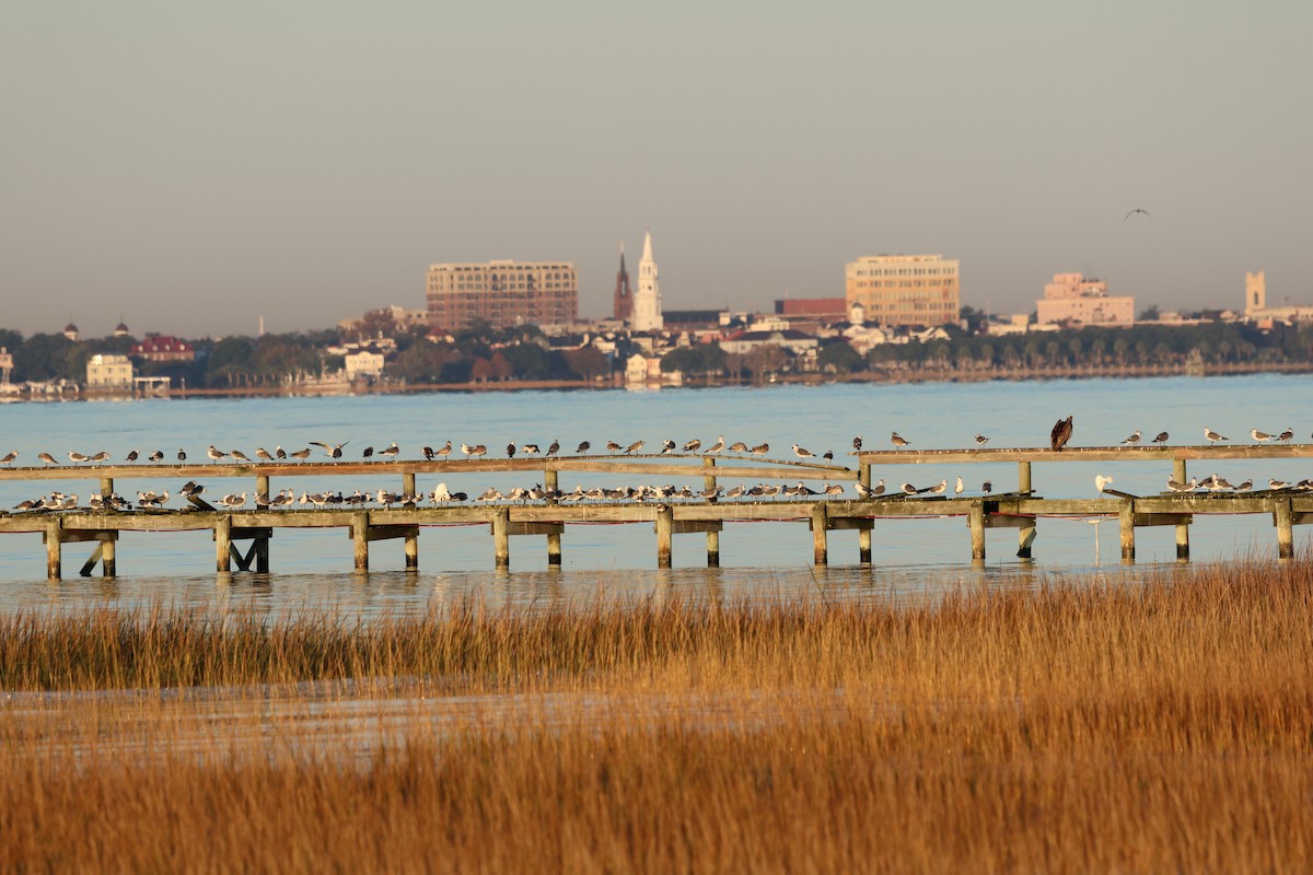 Gabbiano sghignazzante - ML644702644