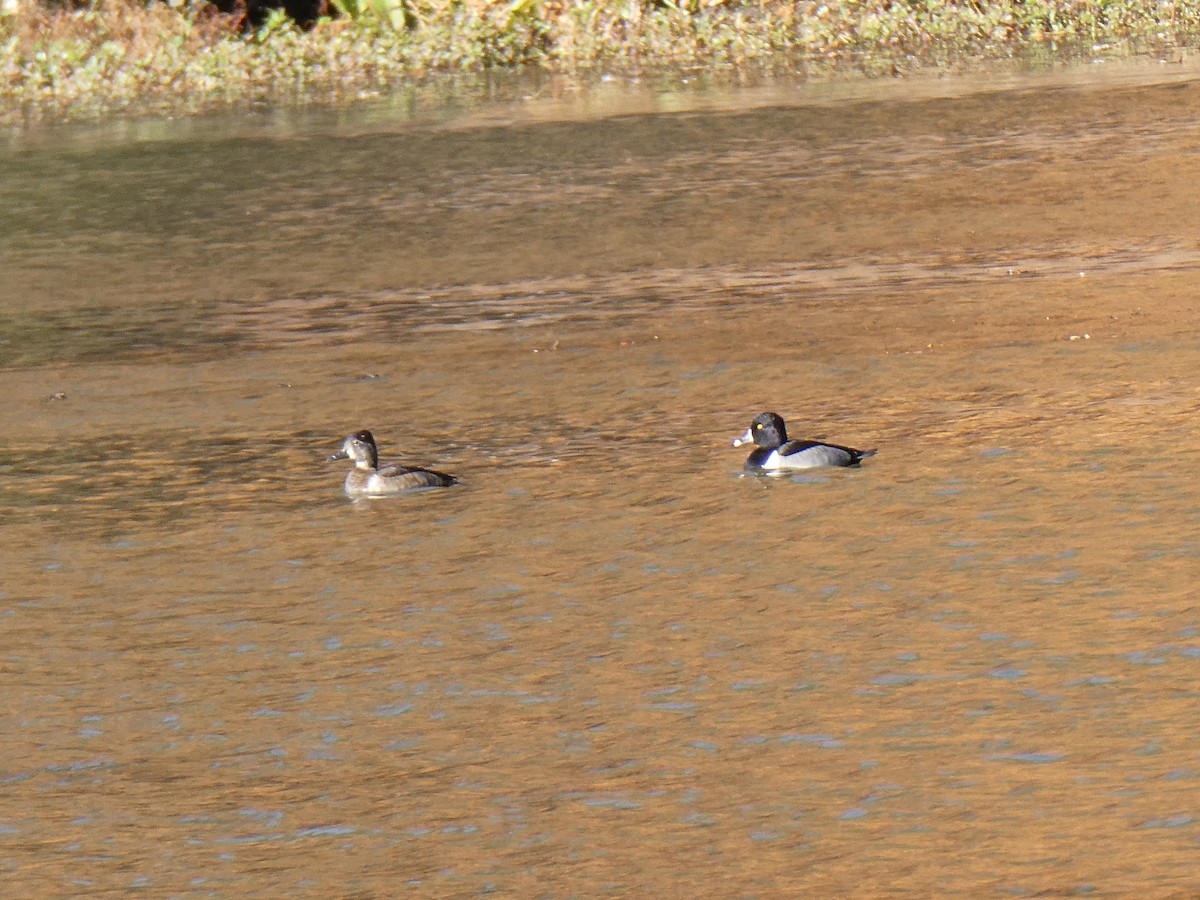 クビワキンクロ - ML644702663