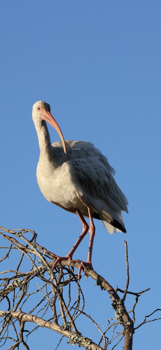 Белый ибис - ML644702669